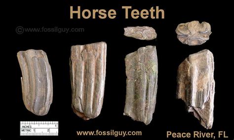 fossil horse tooth identification guide.